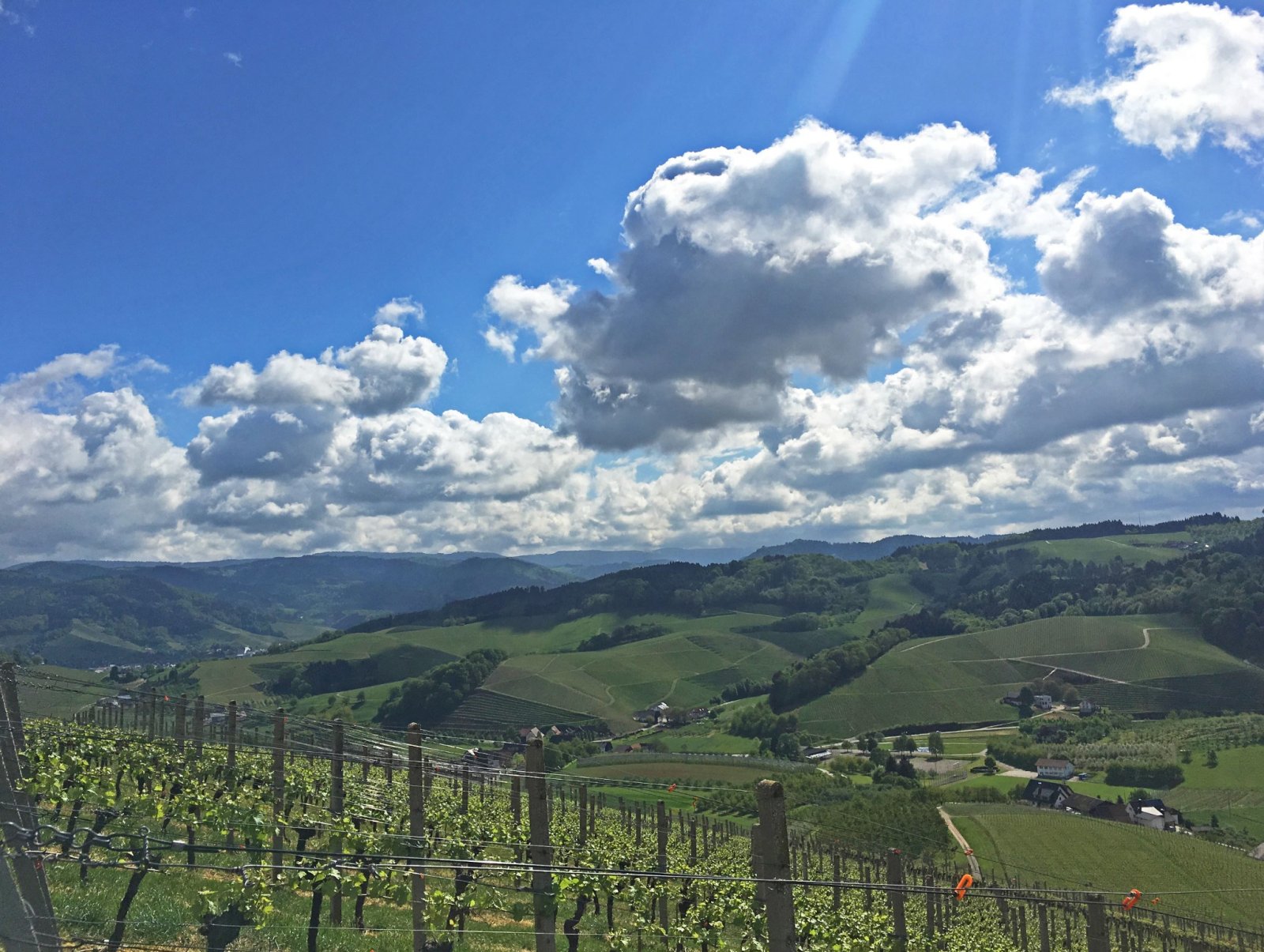 Blick über die Weinberge